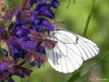 Groot geaderd witje,  Aporia crataegi